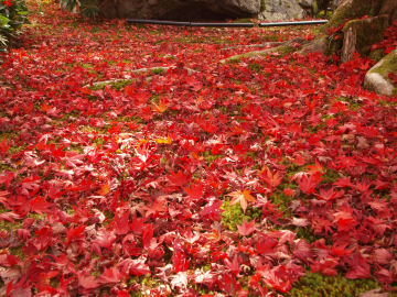 落ち葉いっぱい