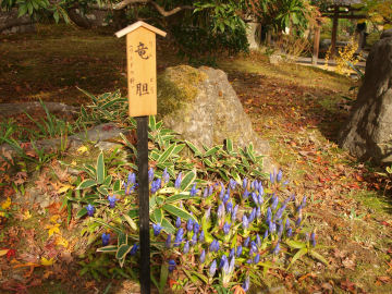 竜胆と書いてりんどうと読む