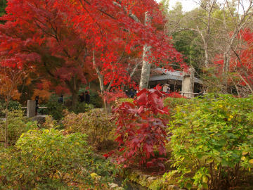 低くて赤いのはなんでしょう