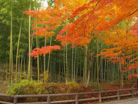 竹と紅葉 京都っぽい