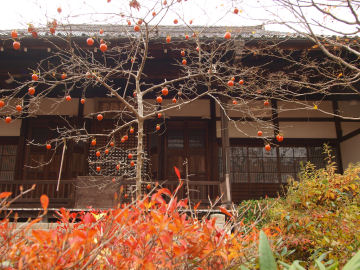 本堂と小さい柿