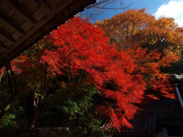 宸殿手前の廊下から