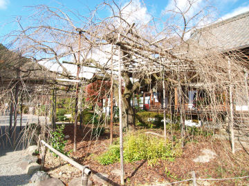 咲いたところが見てみたい，枝垂れ桜