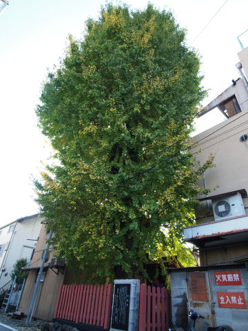 逆光だし風情もあまりない