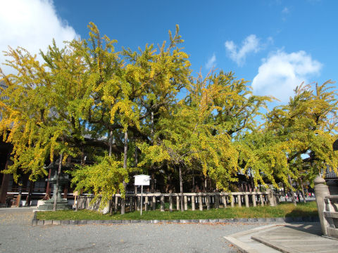 横に広がっている