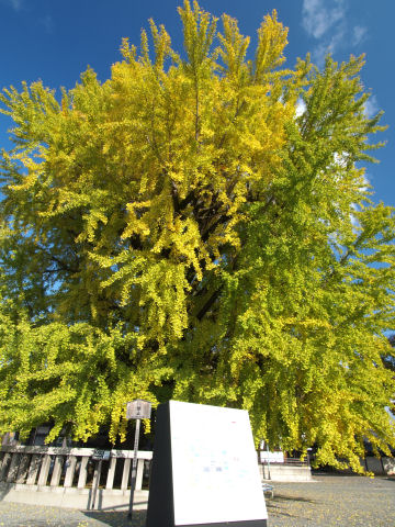 下のベンチに座り続ける人がいたのでこのアングルから