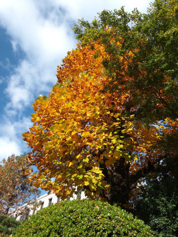 カナダにはたくさんあるのかな