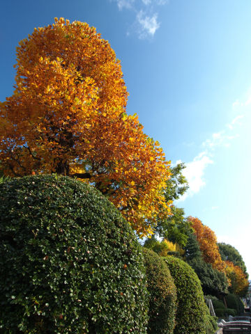 木立では撮れないけど