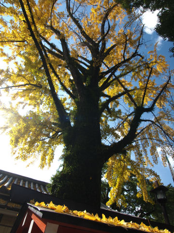 幹が見えるところからだと逆光