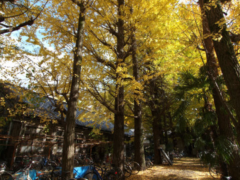 横はこんな感じ