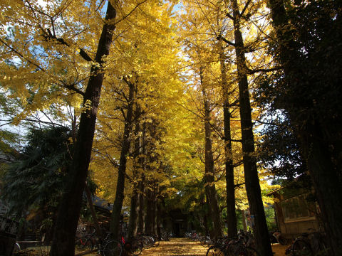 ランドスケープ 正面