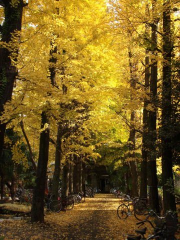 ポートレート 上向き