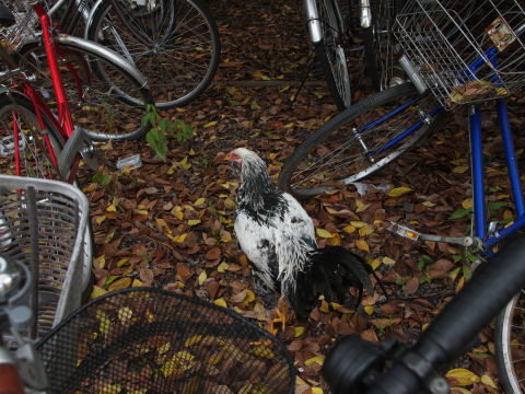 飼いニワトリ？