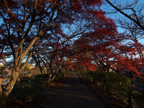 散歩コースで人がたえず