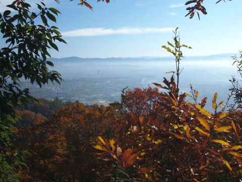 枝葉でけっこう視界が遮られてる