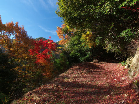 楓じゃない紅葉
