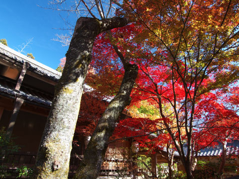 この樹は伐採してる？