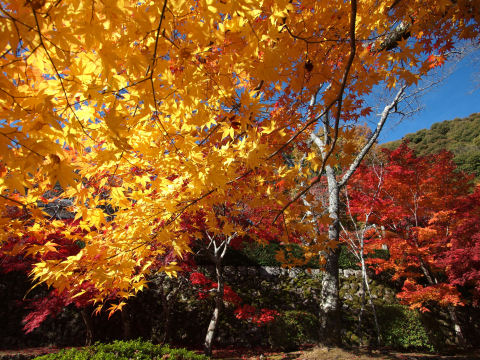 横葉を写しこむ