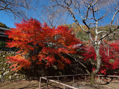 葉は散っちゃってるけど