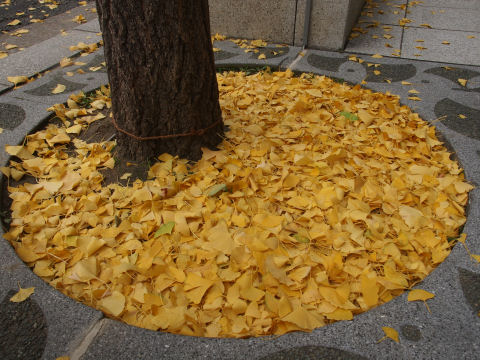 落葉であふれる