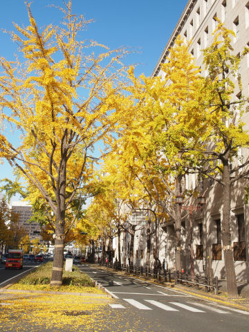 やはり太陽の光だと映える