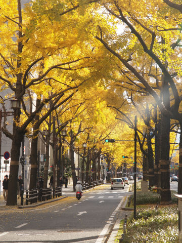 木漏れ日っぽい