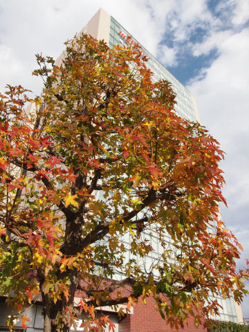 ならないかもしれません