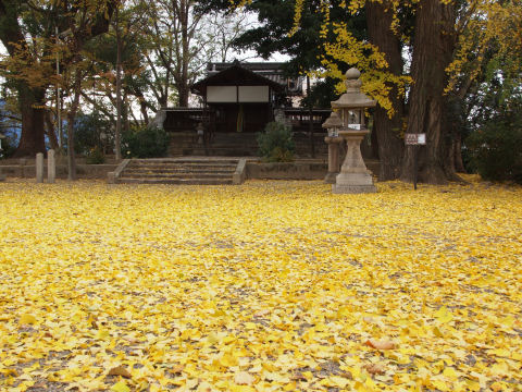 日が射しているときはもっときれいかも
