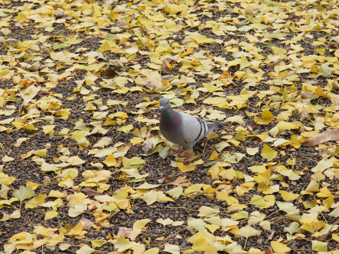 そんな鳩にカメラ持って近づいていったやつがいたとか