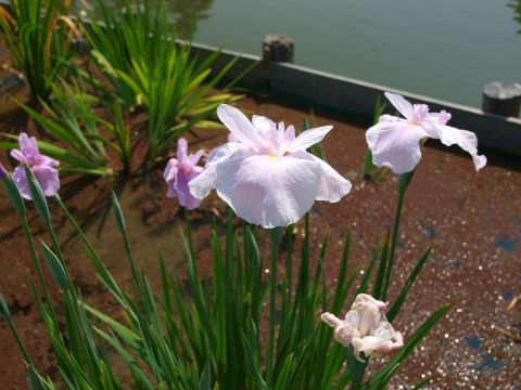 まあるい花びら