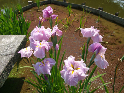 花びらが多い感じ