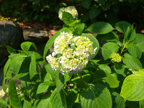 確かに葉が違う