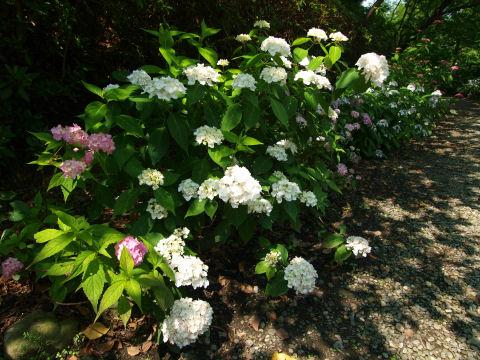 確かに暗いところに生えている