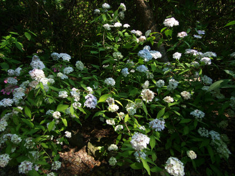 確かに葉はあまり立派ではない