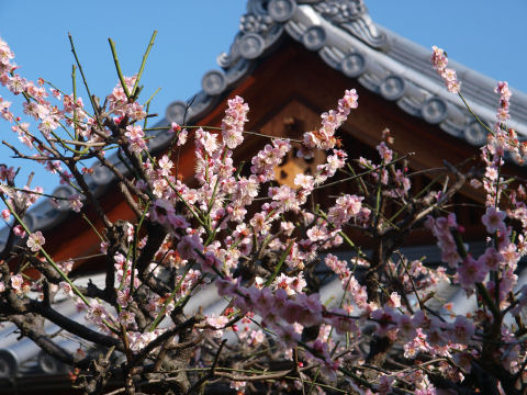 遅かったか・・・