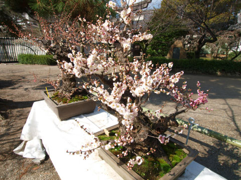 盆栽ってのもいいやね