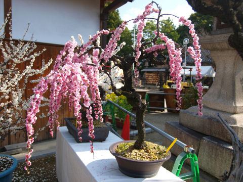 しだれ梅の盆栽