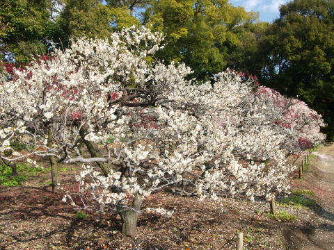 しだれ梅じゃないやつ