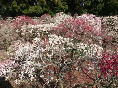 時期が過ぎてるせいか，ところどころスカスカ
