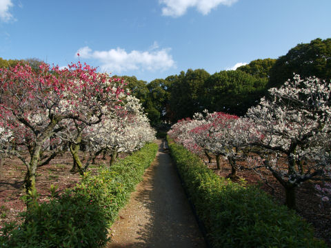 にしても昨日まで梅まつりだったのに