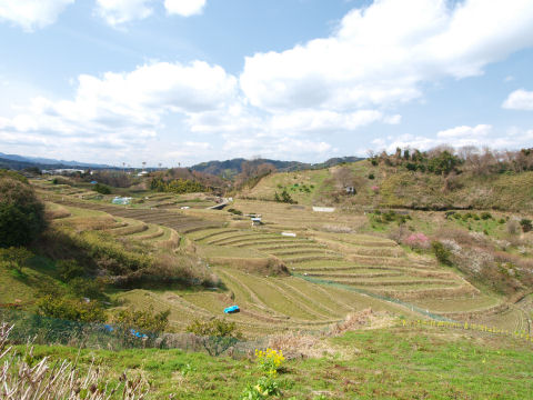 冬の棚田は地味