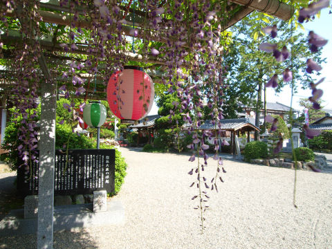 藤棚の下から