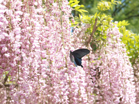 シャッターチャンス