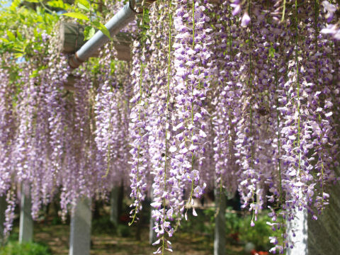 ぼかしを入れて