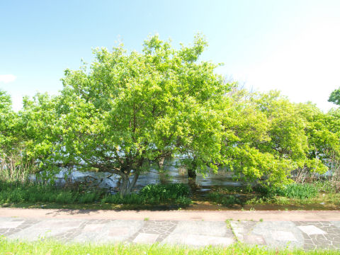 水に使った樹 マングローブみたい