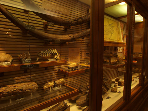 化石の展示