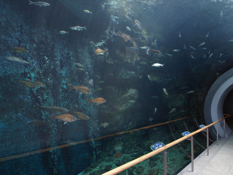 琵琶湖の魚は淡水魚