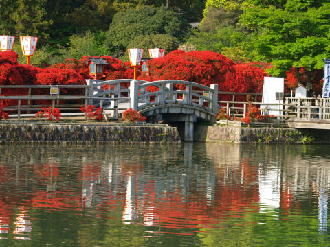 水面に写るツツジ