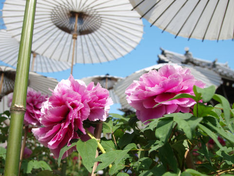 下から見上げるように