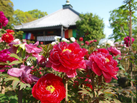 この辺は和傘はない